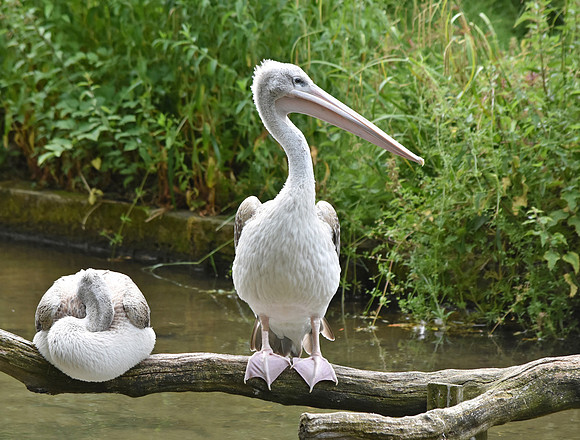 Pink backed pelican