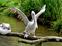 Pink backed pelican