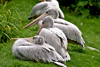 Pink backed pelican
