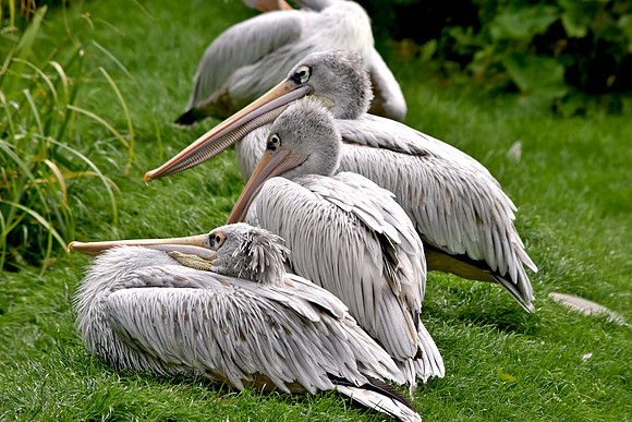 Pink backed pelican