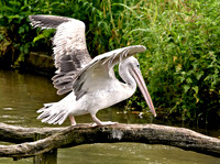 Pink backed pelican