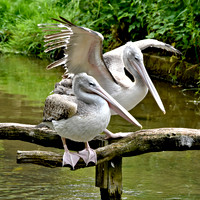 Pink backed pelican