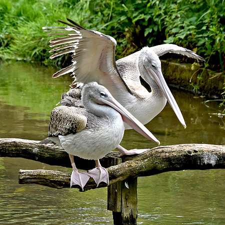 Pink backed pelican
