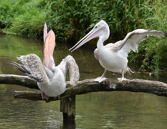Pink backed pelican