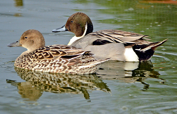 Northern pintail duck