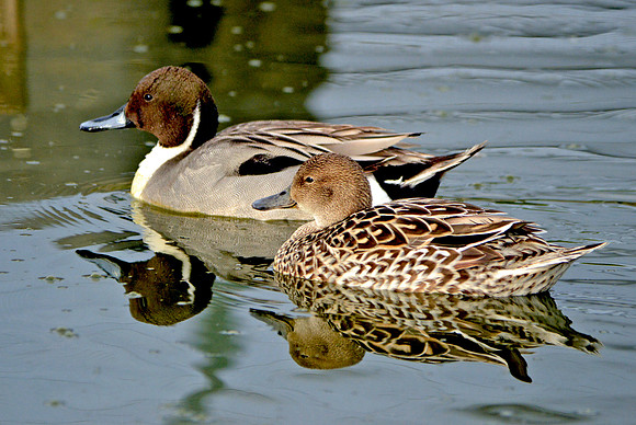 Northern pintail duck