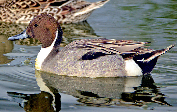Northern pintail duck