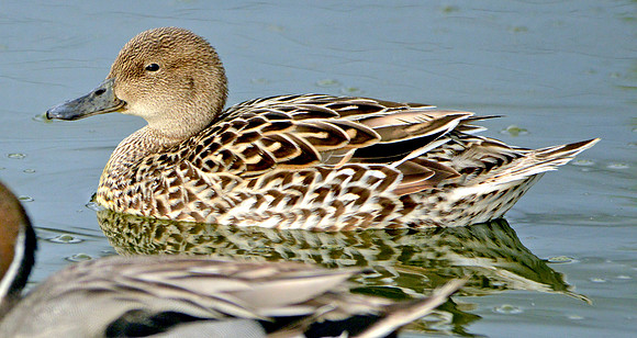 Northern pintail duck