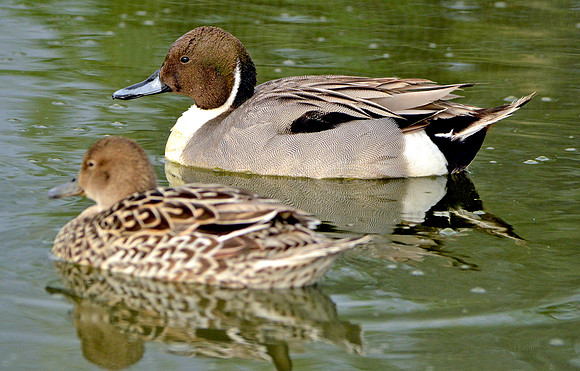 Northern pintail duck