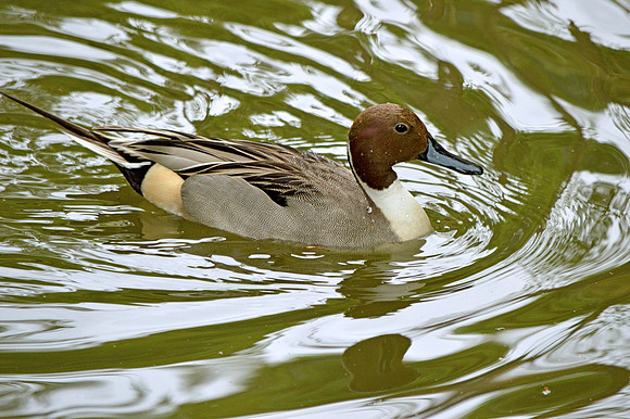 Northern pintail duck