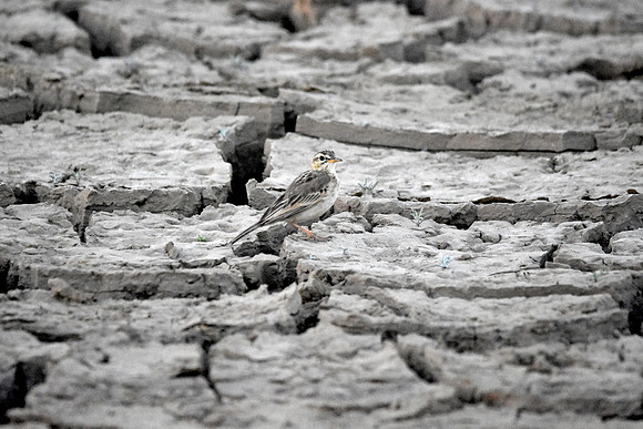 Paddyfield Pipit
