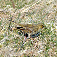 Meadow pipit