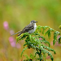 Meadow pipit