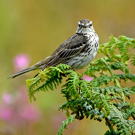 Meadow pipit
