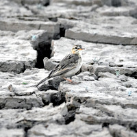 Paddyfield pipit