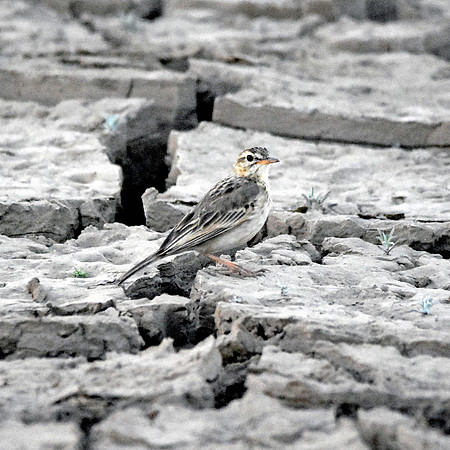 Paddyfield pipit