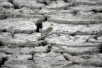 Paddyfield pipit