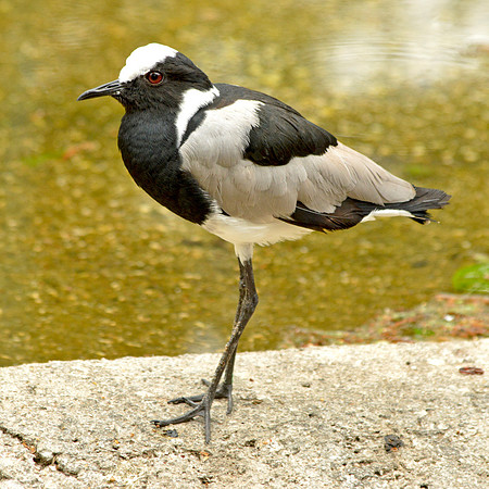 Blacksmith plover