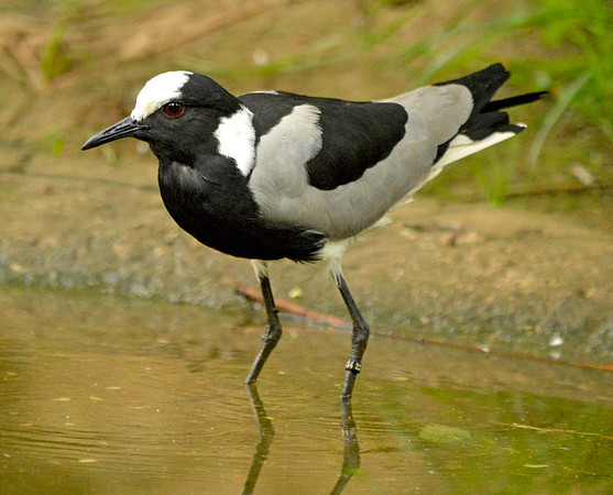 Blacksmith plover