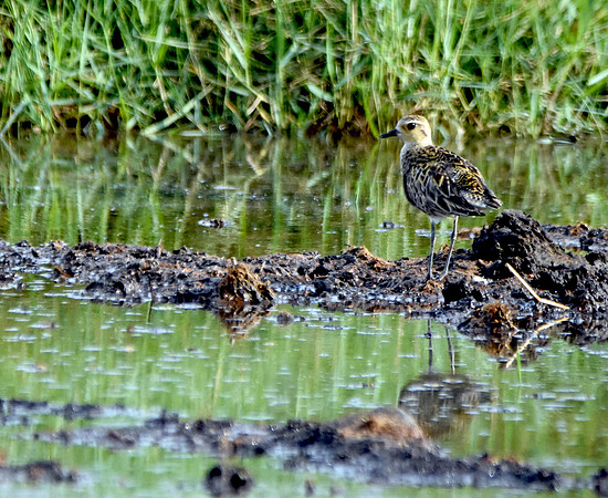 Golden plover