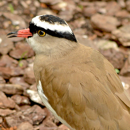 Crowned plover