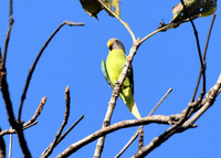 Plum headed parakeet female