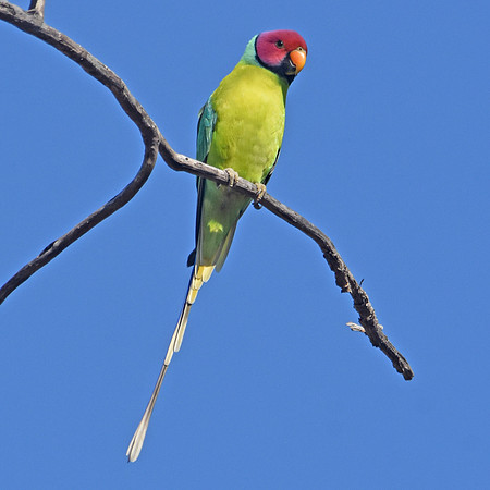 Plum headed parakeet, male