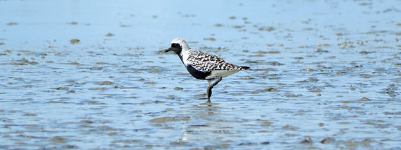 Grey plover