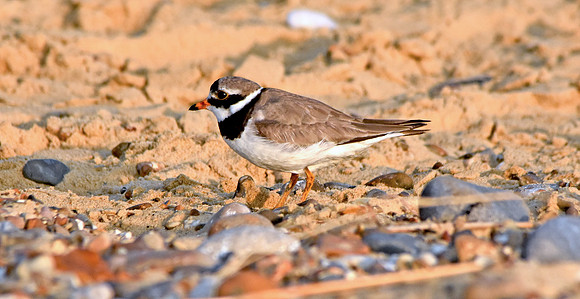 Ringed plover