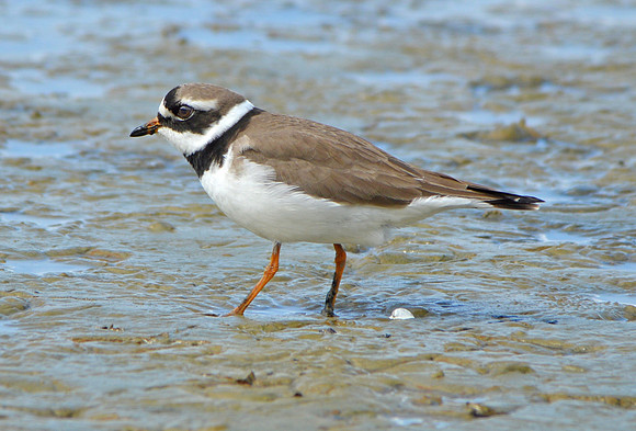 Ringed plover
