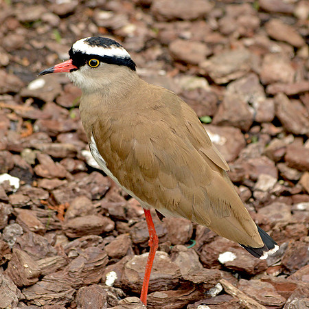 Crowned plover