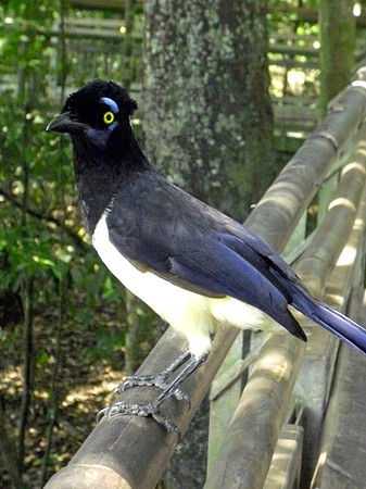 Plush crested jay