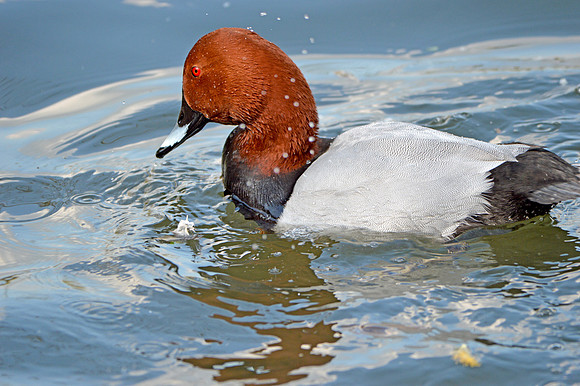 Common Pochard
