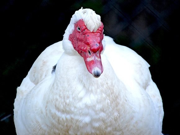 Muscovy duck