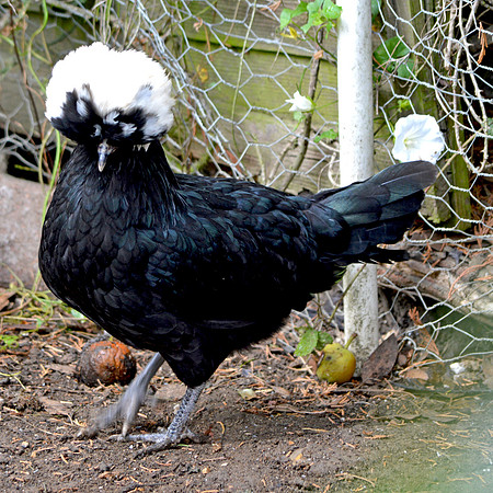 Polish chicken