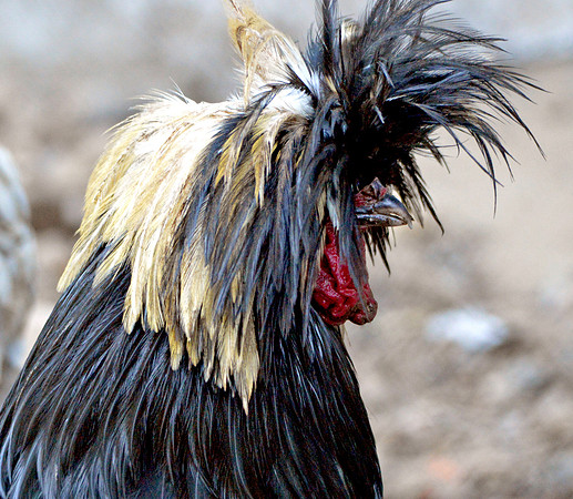 Polish chicken