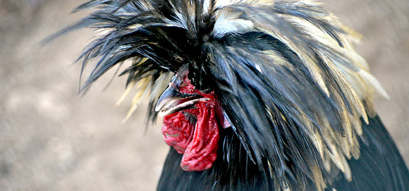 Polish chicken