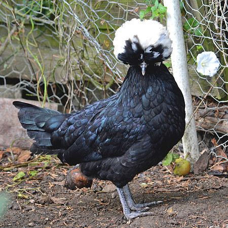 Polish chicken