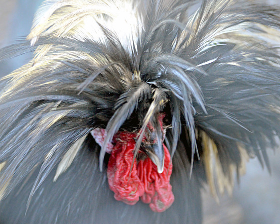 Polish chicken