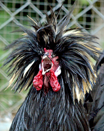 Polish chicken