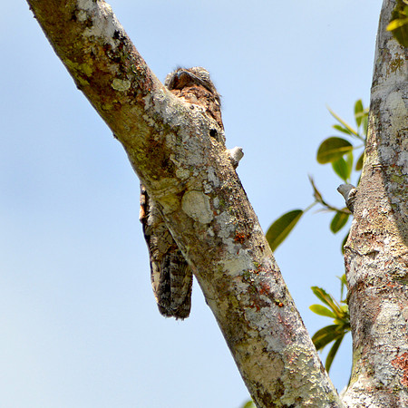 Great potoo
