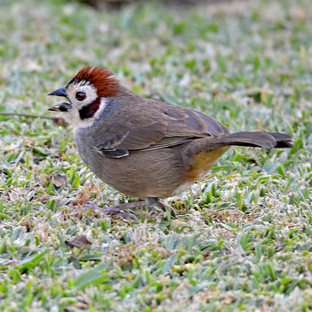 Prevost's ground sparrow