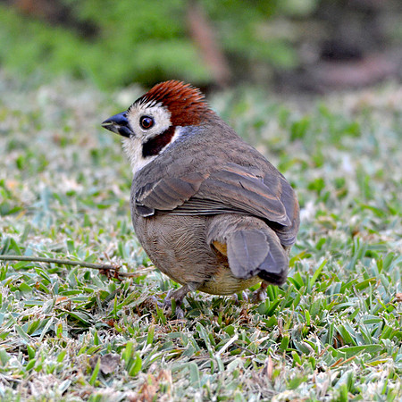 Prevost's ground sparrow