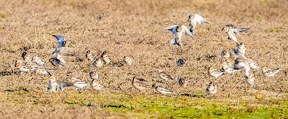 Snow buntings