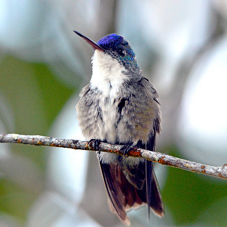Purple crowned fairy hummingbird