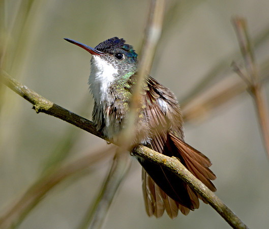 Purple crowned fairy hummingbird