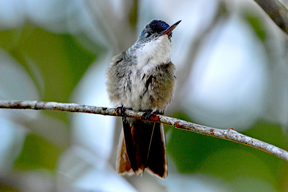 Purple crowned fairy hummingbird