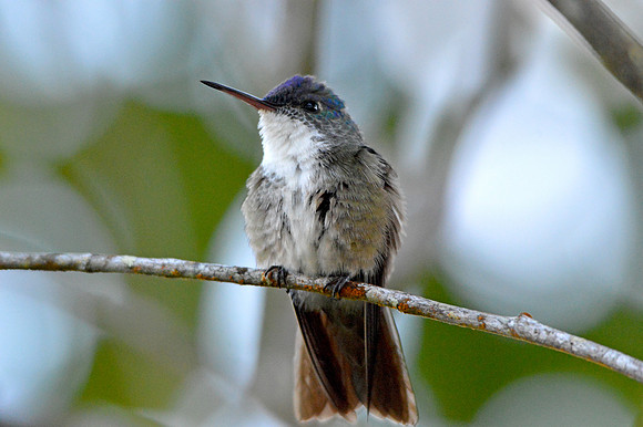 Purple crowned fairy hummingbird