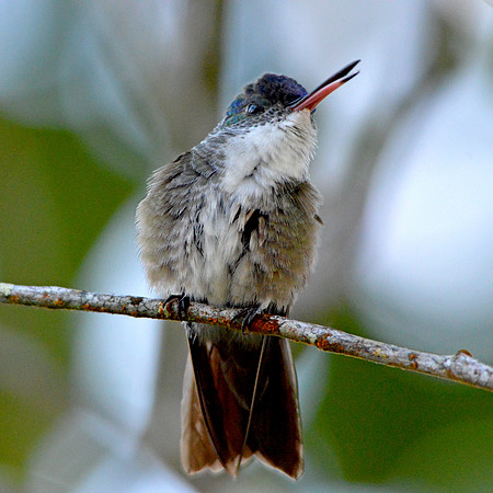 Purple crowned fairy hummingbird