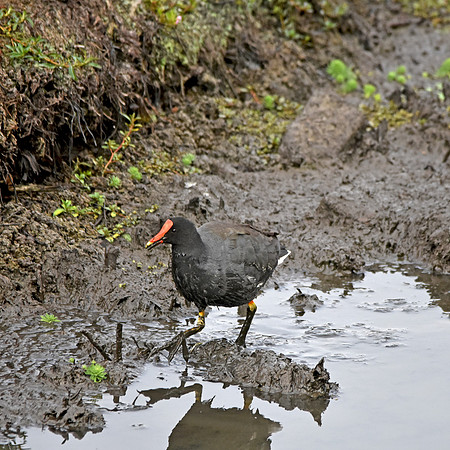 Common gallinule